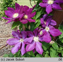 Clematis Lech Kaczyński