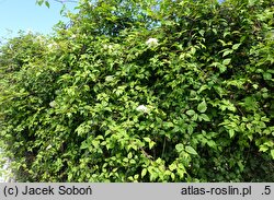 Clematis Lemon Dream