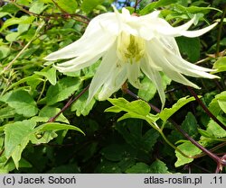 Clematis Lemon Dream