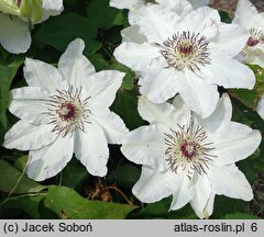 Clematis Maria Kaczyńska