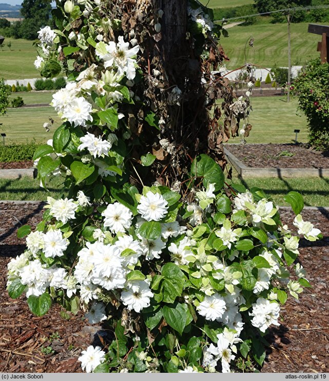 Clematis Maria Skłodowska Curie