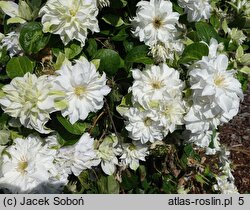 Clematis Maria Skłodowska Curie