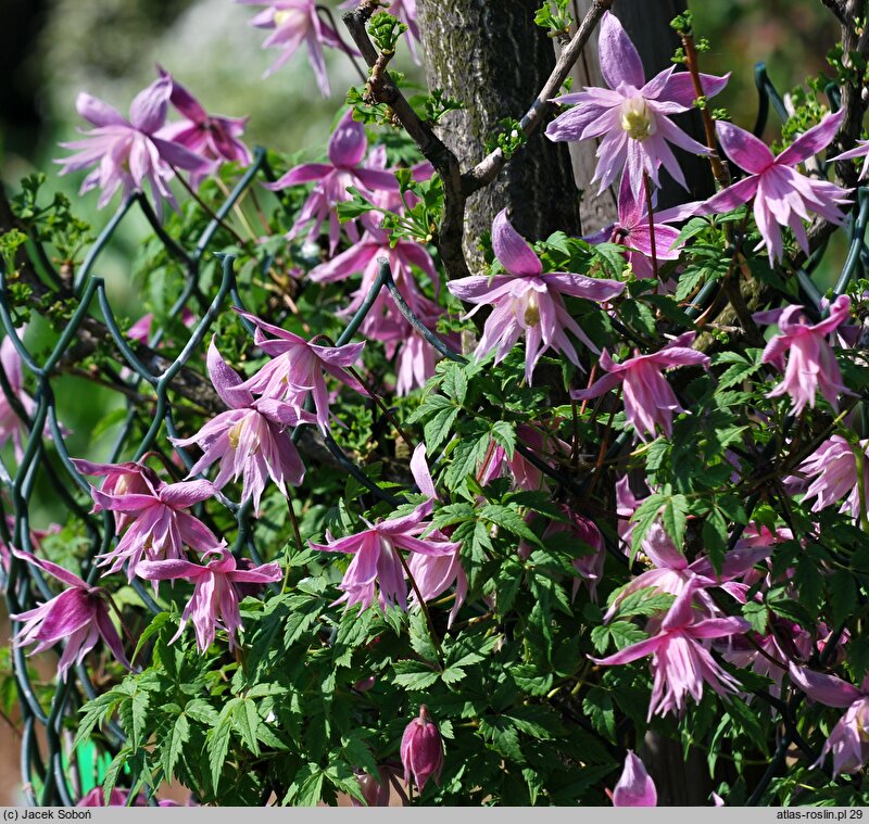 Clematis Markhams Pink