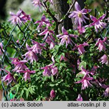 Clematis Markhams Pink