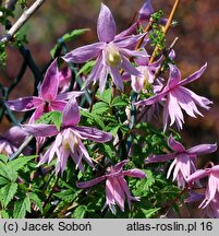 Clematis Markhams Pink