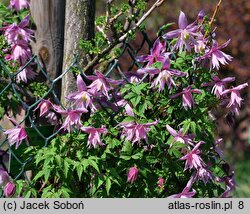 Clematis Markhams Pink