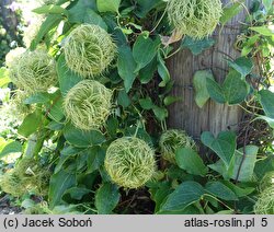 Clematis Matka Siedliska