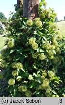 Clematis Matka Siedliska