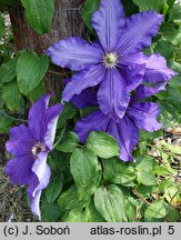 Clematis Moniuszko