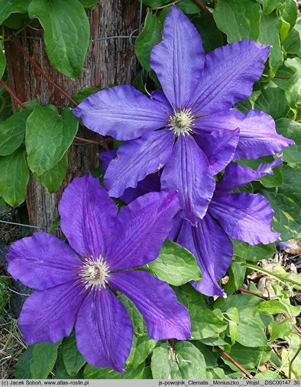 Clematis Moniuszko