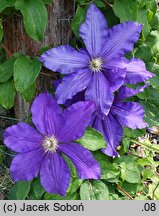 Clematis Moniuszko