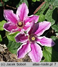 Clematis My Darling