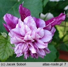 Clematis Pafar