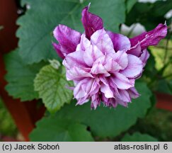 Clematis Pafar