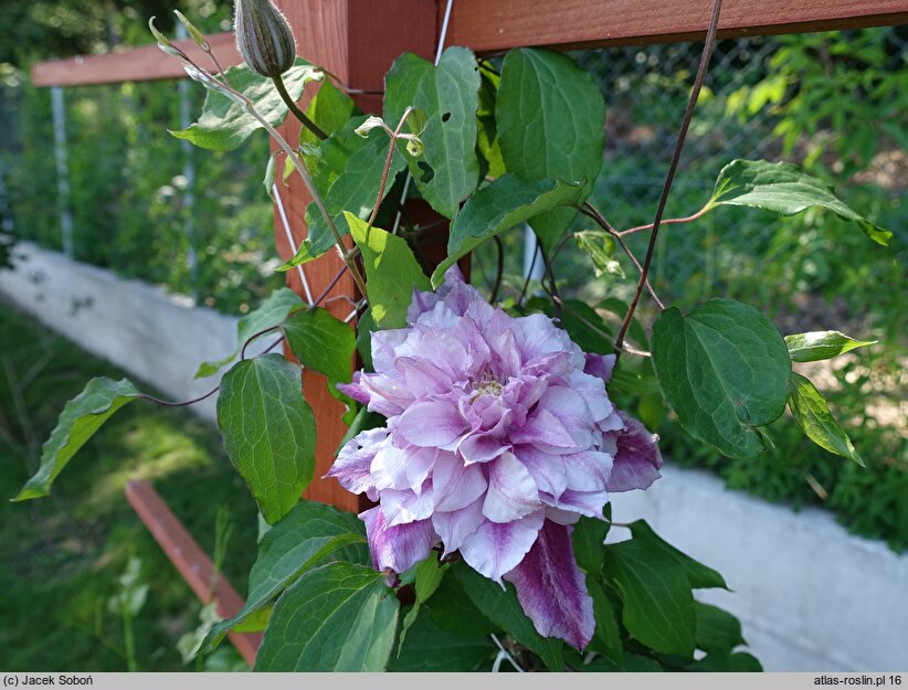 Clematis Pafar