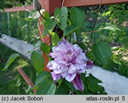 Clematis Pafar