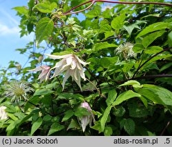 Clematis Pink Swing
