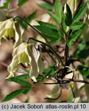 Clematis Pointy