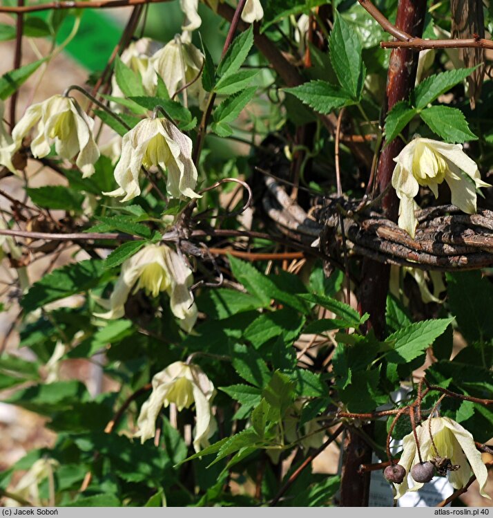 Clematis Pointy