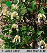 Clematis Pointy