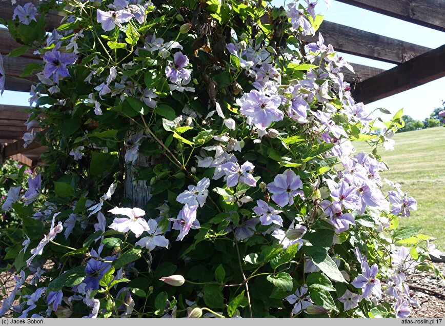 Clematis Skyfall