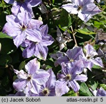 Clematis Skyfall