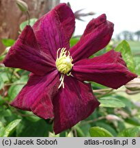 Clematis Słowianka