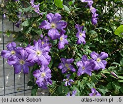 Clematis Solina