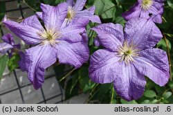 Clematis Solina