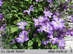 Clematis Solina