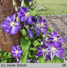 Clematis Stefan Franczak