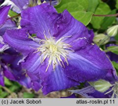 Clematis Stefan Franczak