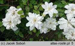 Clematis Sylvia Denny