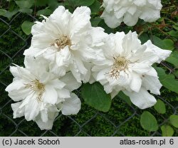 Clematis Sylvia Denny