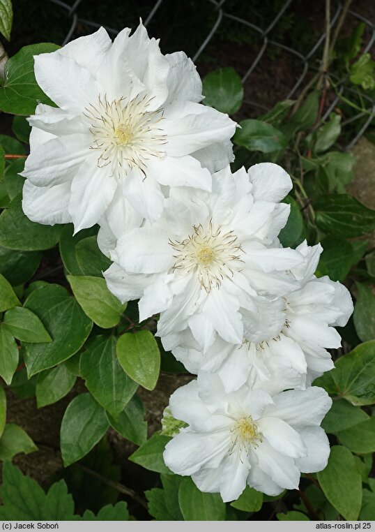 Clematis Sylvia Denny