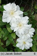 Clematis Sylvia Denny