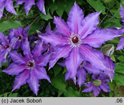 Clematis The President