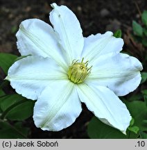 Clematis Toki