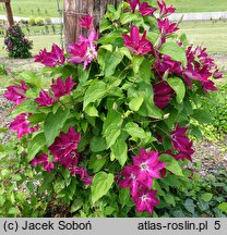 Clematis Viva Polonia