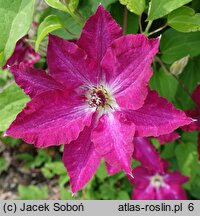 Clematis Viva Polonia