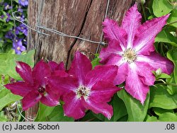 Clematis Viva Polonia