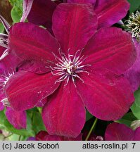 Clematis Westerplatte