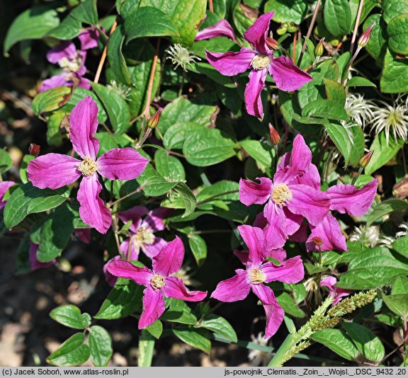 Clematis (powojnik)