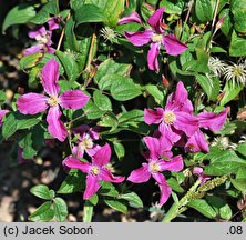 Clematis (powojnik)