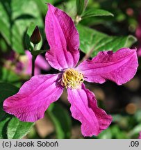 Clematis (powojnik)