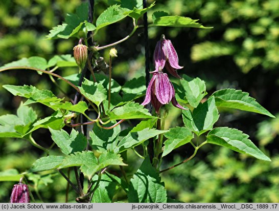 Clematis chiisanensis (powojnik chiński)