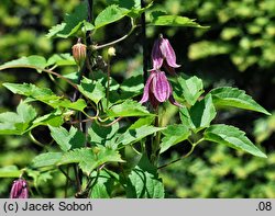 Clematis chiisanensis (powojnik chiński)