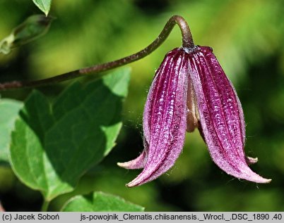 Clematis chiisanensis (powojnik chiński)