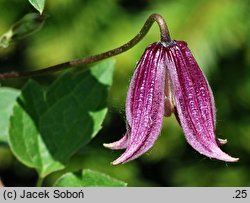 Clematis chiisanensis (powojnik chiński)