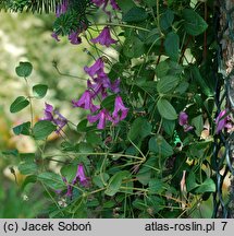 Clematis ×diversifolia